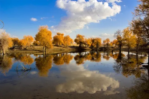 内蒙古额济纳胡杨林风景图片 内蒙古额济纳胡杨林风景图片