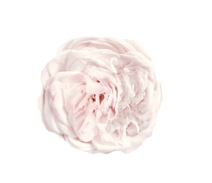 鲜花玫瑰免扣素材