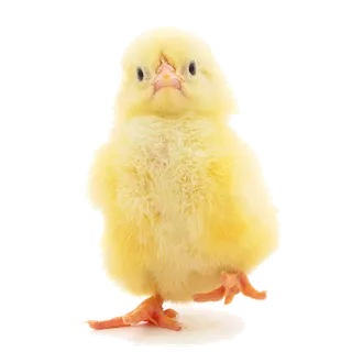 鹌鹑蛋 (超市商品白底图免抠实物摄影png格式图片透明底054