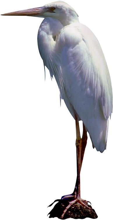 苍鹭免抠(388x755)