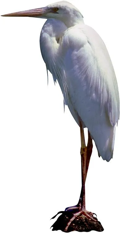 苍鹭免抠(388x755)