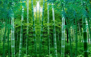 竹林竹子阳光风景