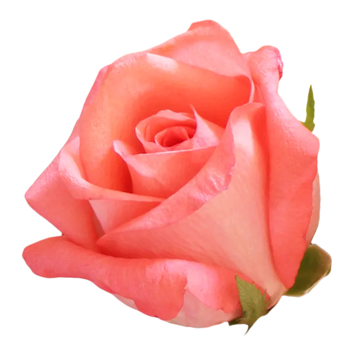 鲜花玫瑰免扣素材