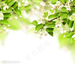 唯美樱花花枝图片