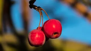 漂亮红色野果图片