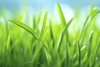 小草嫩叶嫩芽绿色海报素材背景