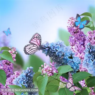 蝴蝶与蓝色紫色鲜花图片 蝴蝶与蓝色紫色鲜花图片
