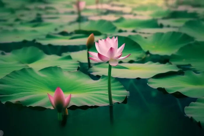 绿色清爽荷花节气背景(1344x896)