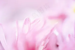 淡雅粉色花瓣背景图片