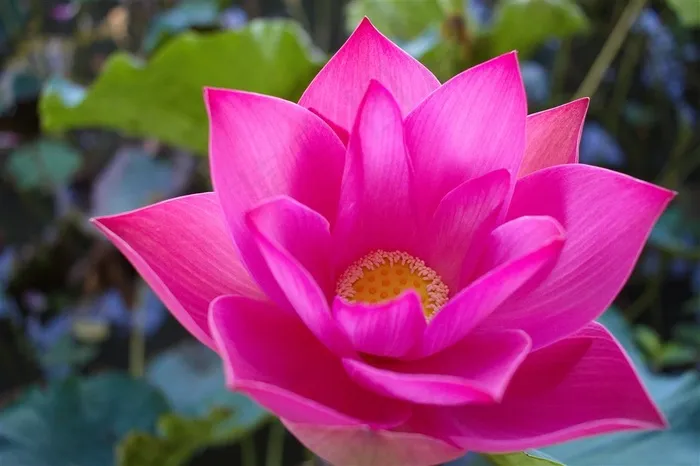 高清唯美粉色荷花鲜花图片