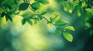 绿色树叶意境模糊光照叶子，春天夏日，春分立夏摄影图