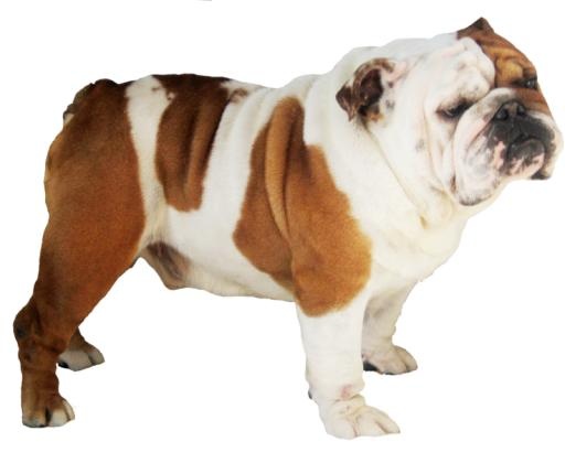 斗牛犬 PNG免抠(800x672)