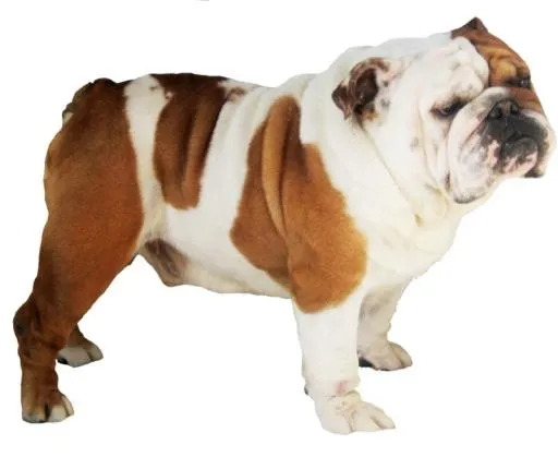 斗牛犬 PNG免抠(800x672)