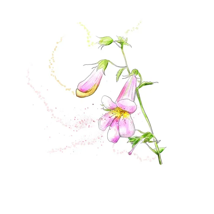 粉色简约风唯美鲜花牵牛花喇叭花插画油画水墨画插图背景图片素材