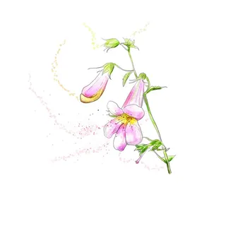 粉色简约风唯美鲜花牵牛花喇叭花插画油画水墨画插图背景图片素材 粉色简约风唯美鲜花牵牛花喇叭花插画油画水墨画插图背景图片素材