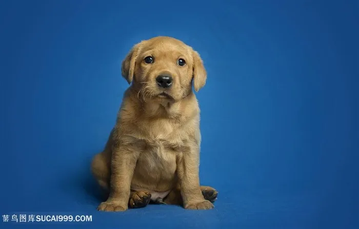 高清金毛狗狗摄影图片