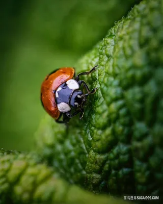 叶子上的甲壳虫图片