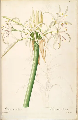 雷杜德原版高清花草花卉兰花图谱素材