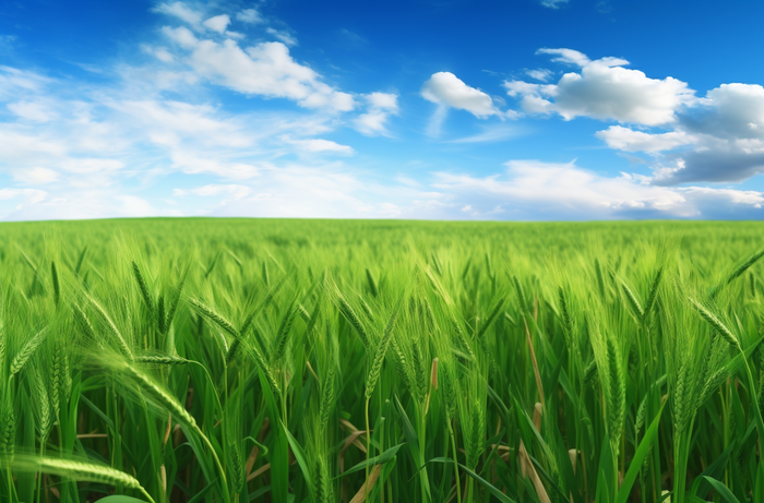 蓝天白云下一大片青色的麦田摄影图