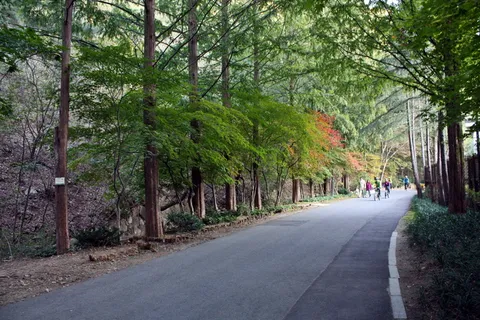 山林公路图片 山林公路图片