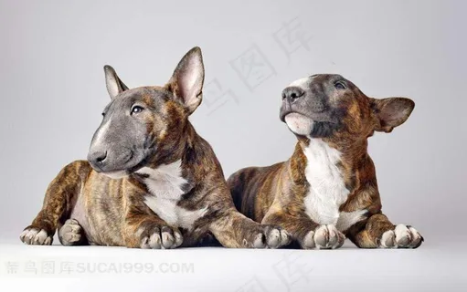 两只牛头犬摄影