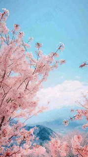 春天山河边蓝天粉色樱花花朵，惊蛰立春