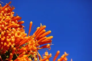 美丽花朵背景图