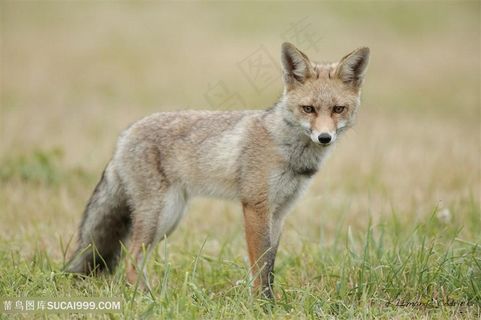 草地上灰色小狐狸图片