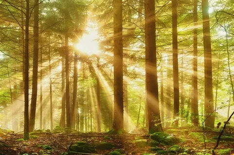 阳光照射的森林道路景色高清图片 阳光照射的森林道路景色高清图片