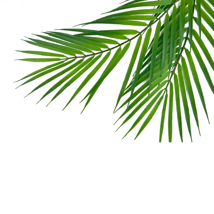 树木树枝树叶免扣素材