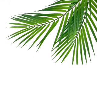 树木树枝树叶免扣素材