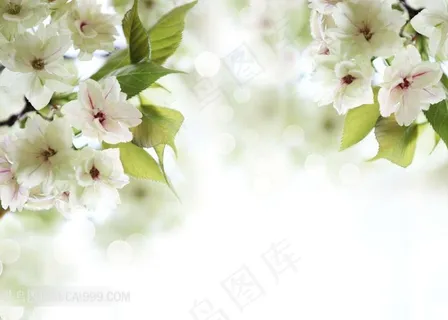 唯美白色樱花图片 唯美白色樱花图片