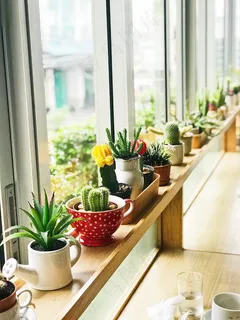 绿色室内植物盆栽图片 绿色室内植物盆栽图片