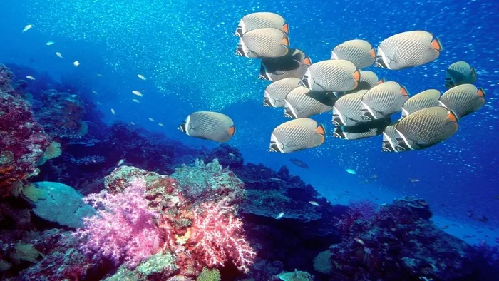 海洋海底珊瑚海水鱼群高清背景