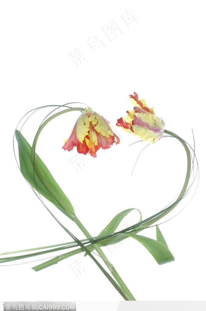 情人节物语-心形的花