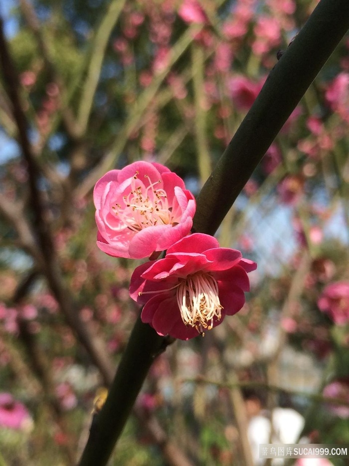 高清梅花手机壁纸图片