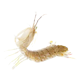 皮皮虾海鲜超市商品红酒白底图免抠实物摄影png格式图片透明底