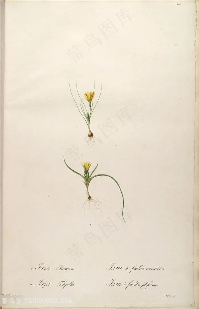 雷杜德原版高清花草花卉插画素材