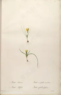 雷杜德原版高清花草花卉插画素材