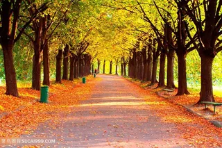 高清秋天林荫道风景图片