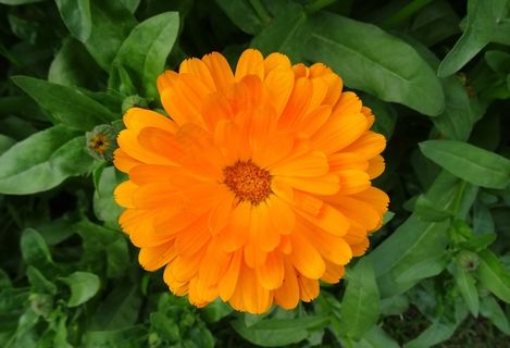 盛开的金黄色小花图片