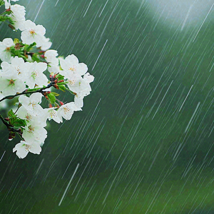 春天雨天白色花朵，雨水谷雨摄影图(1024x1024)