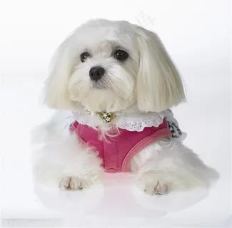 迷你犬-正面趴着的可爱宠物狗狗西施犬 迷你犬-正面趴着的可爱宠物狗狗西施犬