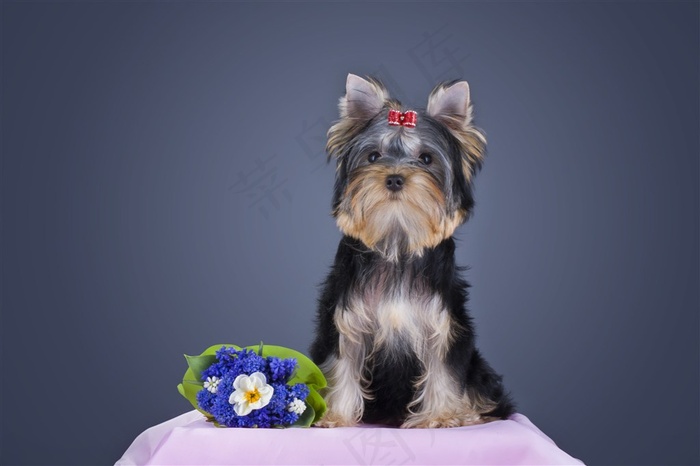 一只可爱的宠物犬
