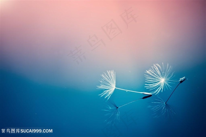 梦幻蒲公英特写