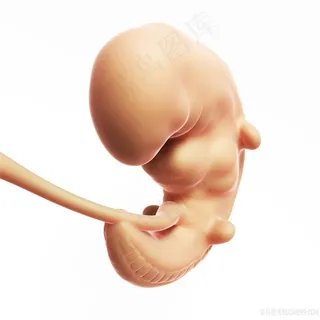 孕妇胎儿持续发育人体器官图片