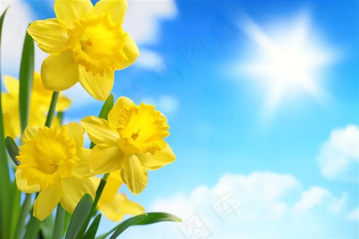 黄色的鲜花高清图片