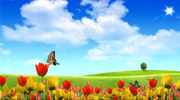 郁金香风景图片