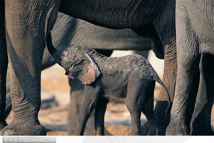 非洲野生象群·母亲袒护下的小象