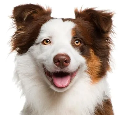 狗 PNG免抠(448x373)